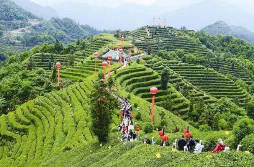 天福观光茶园旅行图片 2