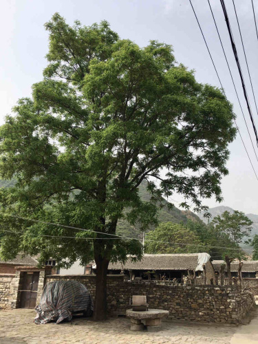 白马关古城堡旅行图片 3