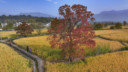 黄山塔川 景点照片