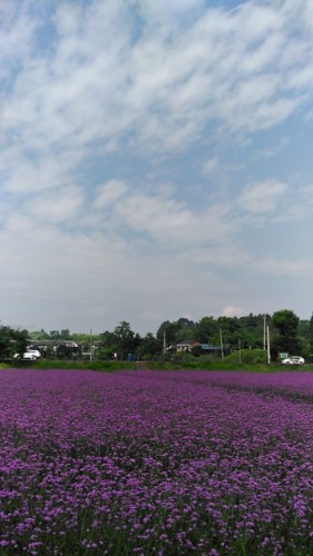 重庆·南川中国生态大观园旅行图片 2