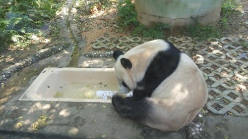 福州熊猫世界旅行图片 2