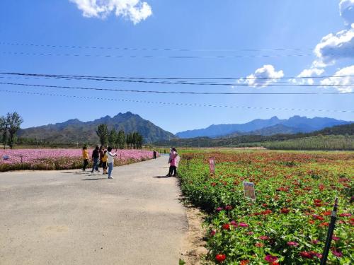 白石山花海旅行图片 3