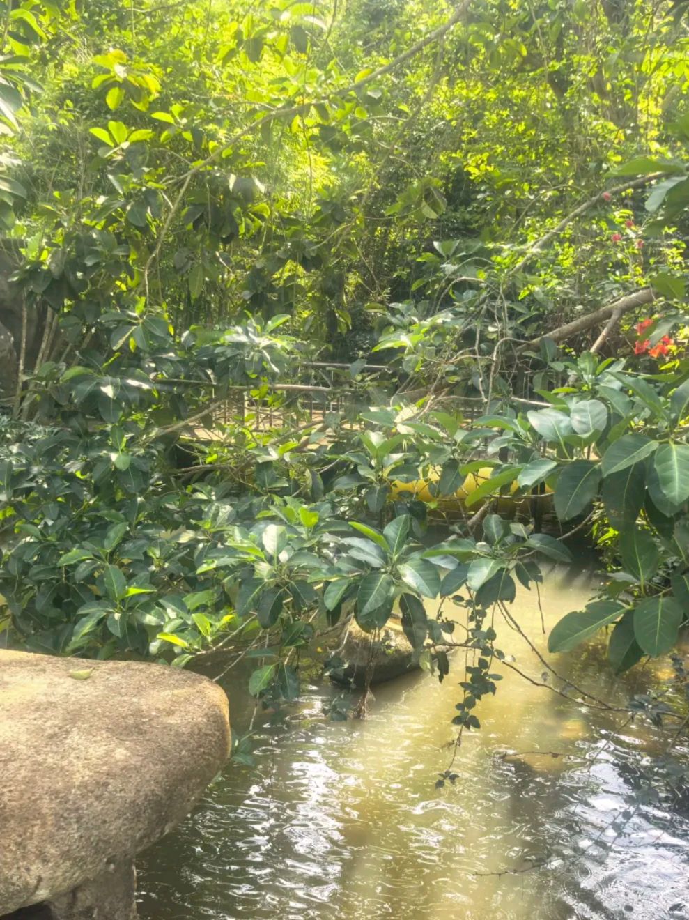 热带雨林风景区