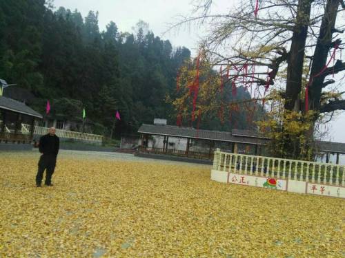 黄都社区石坝银杏广场旅行图片 1