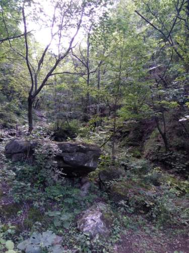 栾川天宇红豆杉景区旅行图片 1