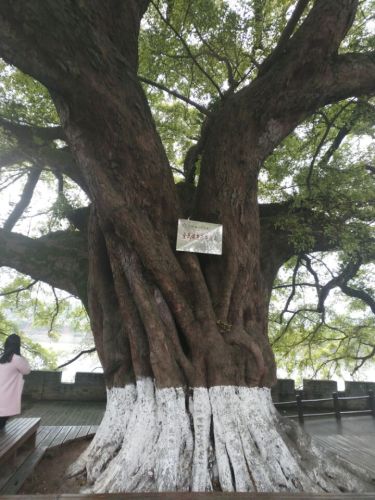 赣州市樱花公园健康主题公园旅行图片 3