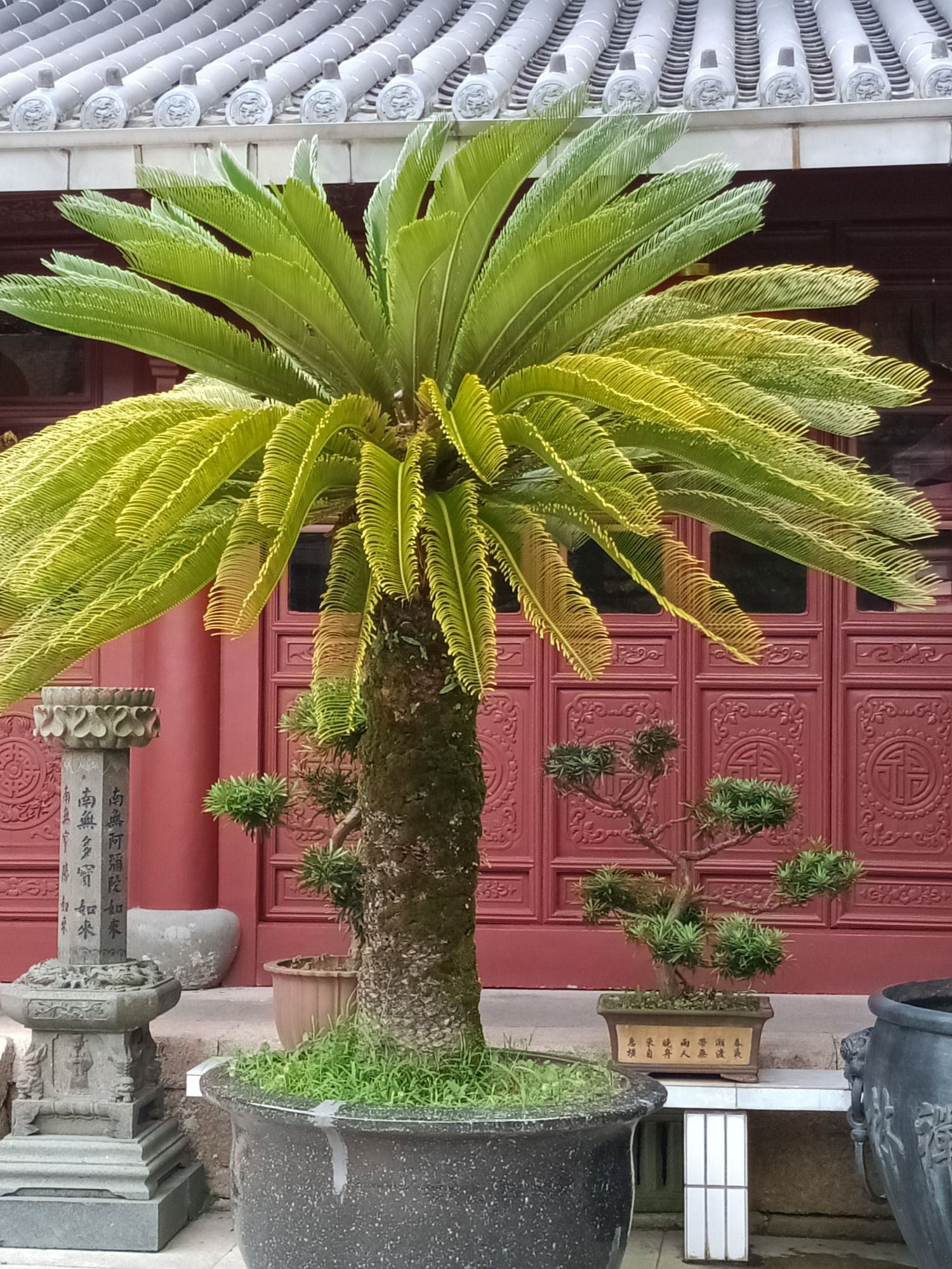 金莲寺实景照片