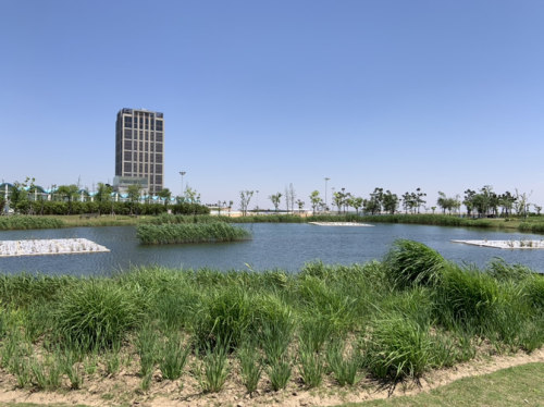 鹦鹉洲生态湿地旅行图片 2