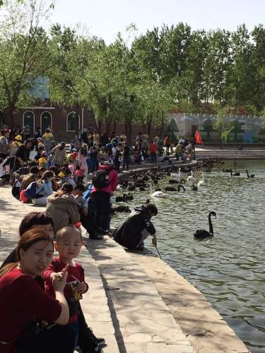 天鹅湖动物园旅行图片 1