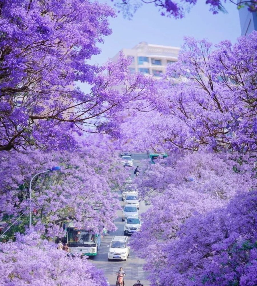 蓝花楹主题公园景点图片