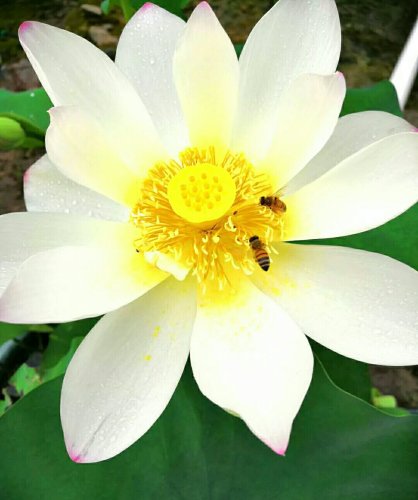 荷花池旅行图片 3