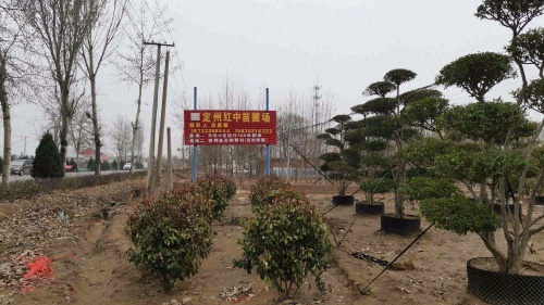 定州红中苗圃绿化场