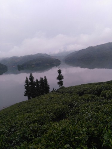 丹霞天雄生态观光茶园旅行图片 3