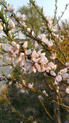 孟村饶安公园旅行图片 2