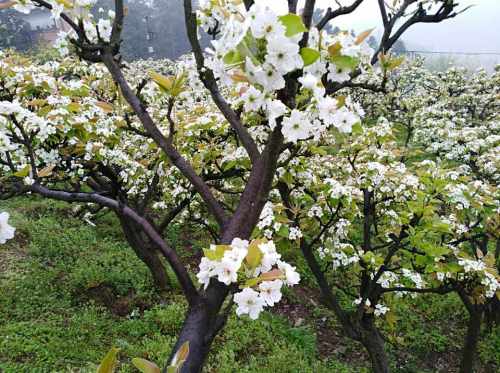永新镇梨花山国家AAA旅游风景区旅行图片 1