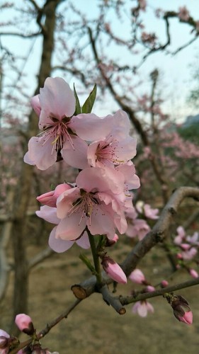 伊祁山万顷桃林农庄民俗文化园旅行图片 1