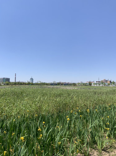 鹦鹉洲生态湿地旅行图片 1