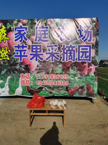 森燃家庭农场苹果采摘园