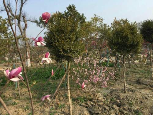 黄杨植物园旅行图片 2