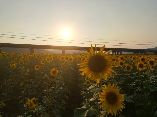 岫岩湿地生态农业园旅行图片 3