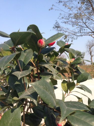 茶花谷旅行图片 3