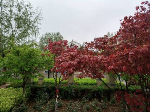 邓州市湍河风景区旅行图片 1