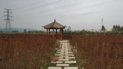 紫薇主题公园旅行图片 2