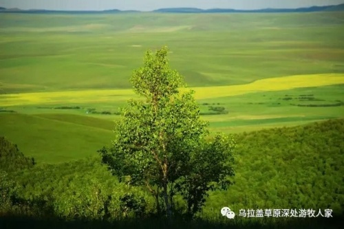 白桦林景区旅行图片 3