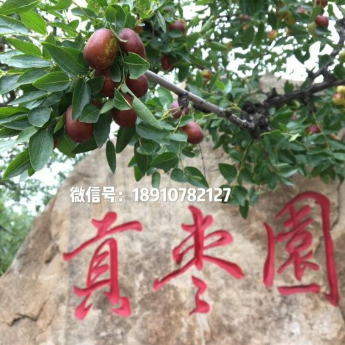 稷山枣园观景台旅行图片 3