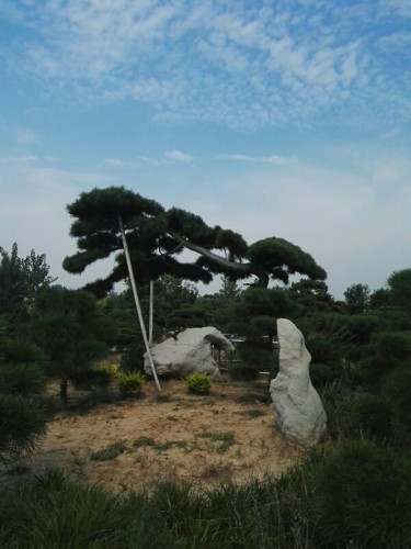 百松园旅行图片 2