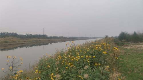 北海凤鸣鸟类湿地公园旅行图片 2