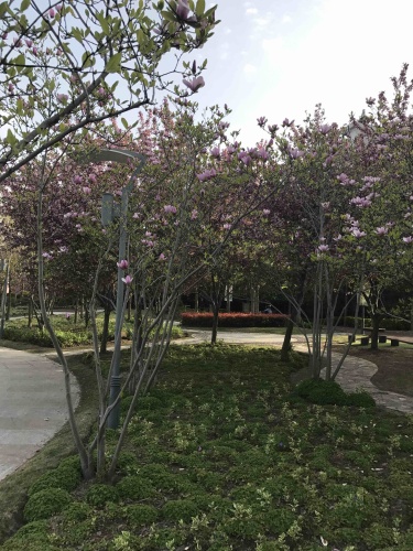 新成公园旅行图片 1