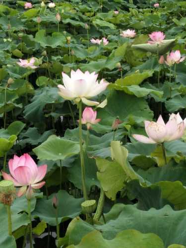 平舆金沙湾荷花园旅行图片 2