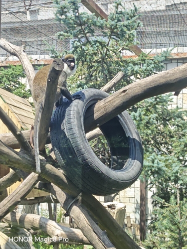 长春动植物公园-珍猴馆