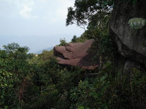 贡鸭山生态森林园旅行图片 3