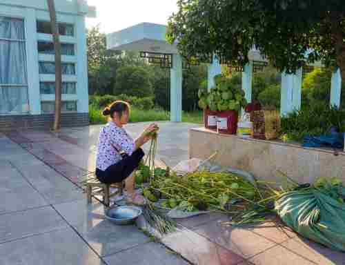 团湖荷花公园旅行图片 3