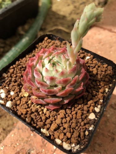 天天多肉植物园旅行图片 3