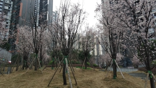 雀翎公园旅行图片 1