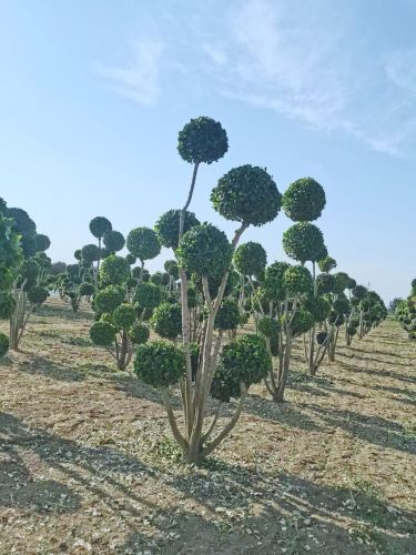 河北芳艺菲园林绿化工程有限公司