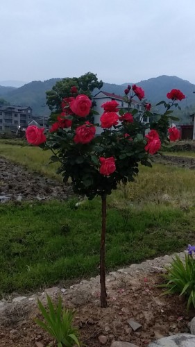 古田山旅行图片 3