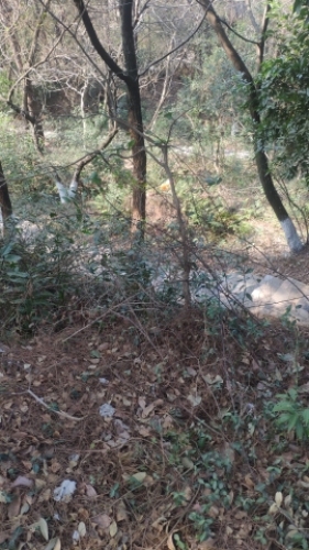 豸山公园旅行图片 1
