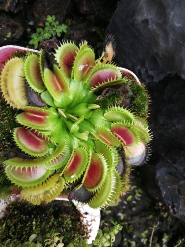 中国食虫植物园旅行图片 3