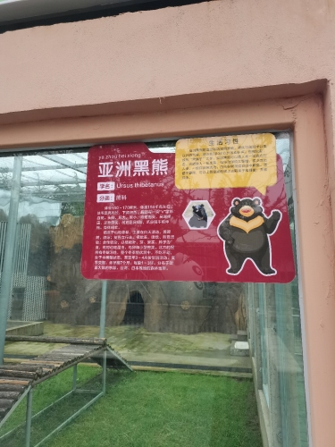 黑熊