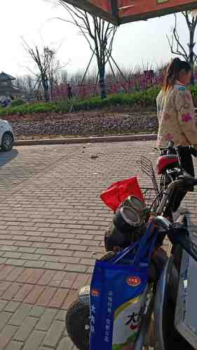 樱花阁旅行图片 1