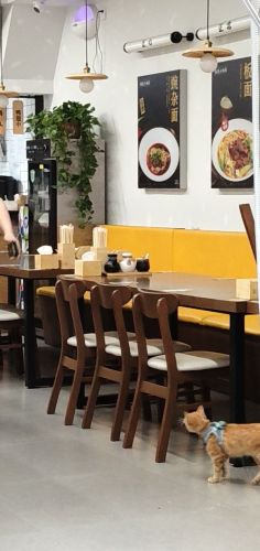 悟道大碗面(石家庄国贸店)