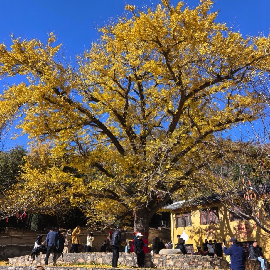 禅林寺古银杏风景园