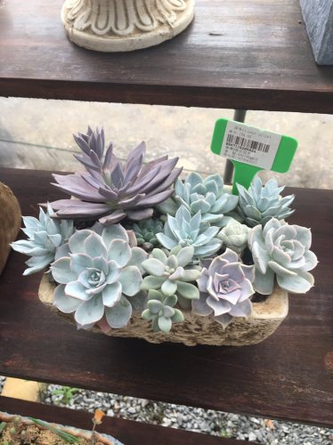 美妙园艺旅行图片 3