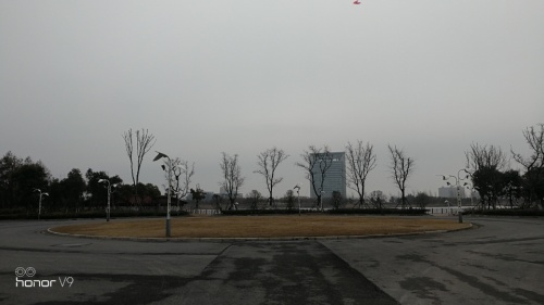 滨海新区森林公园(暂停开放)旅行图片 2