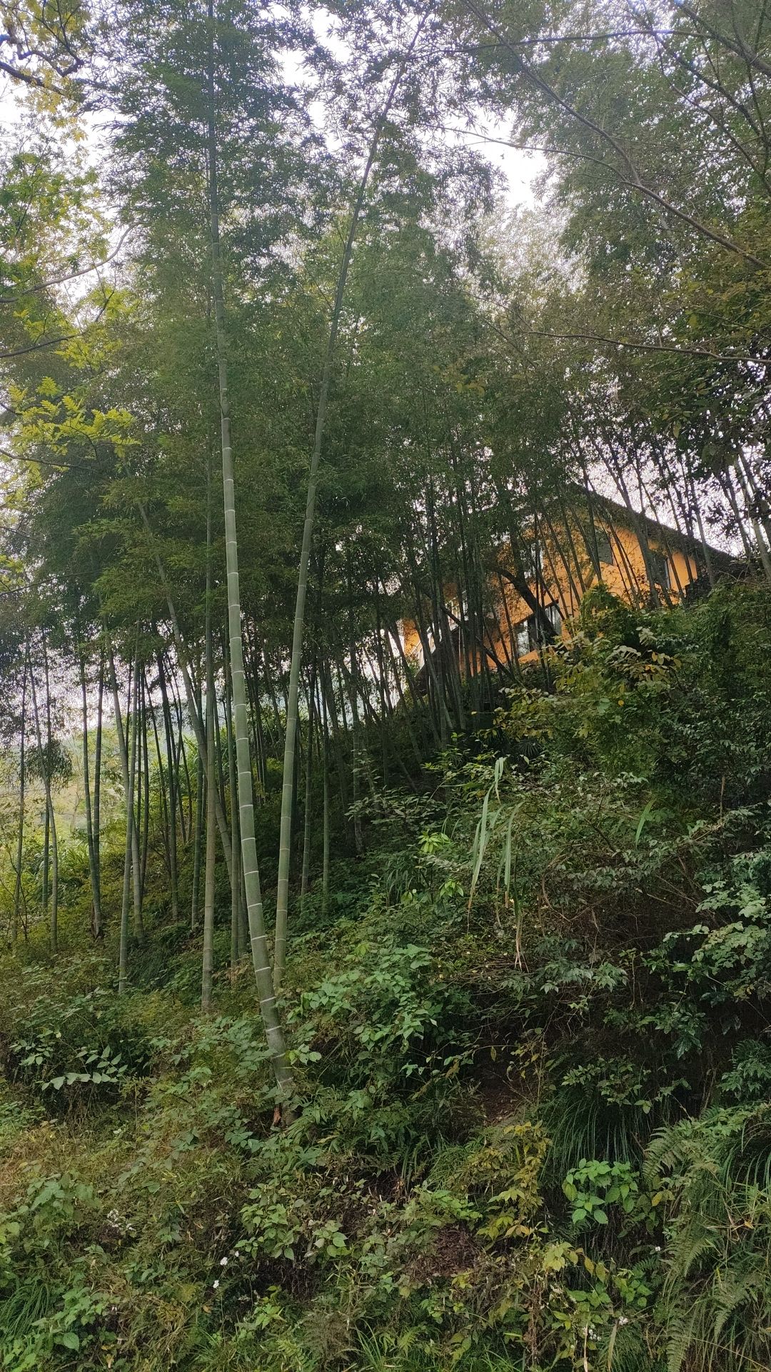 莲花寺实景照片