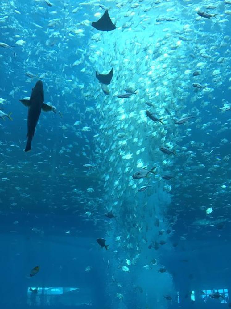 亚特兰蒂斯失落的空间水族馆景点图片